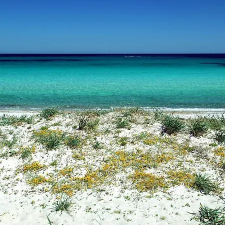 Le Mimose * San Teodoro (Sardinia)